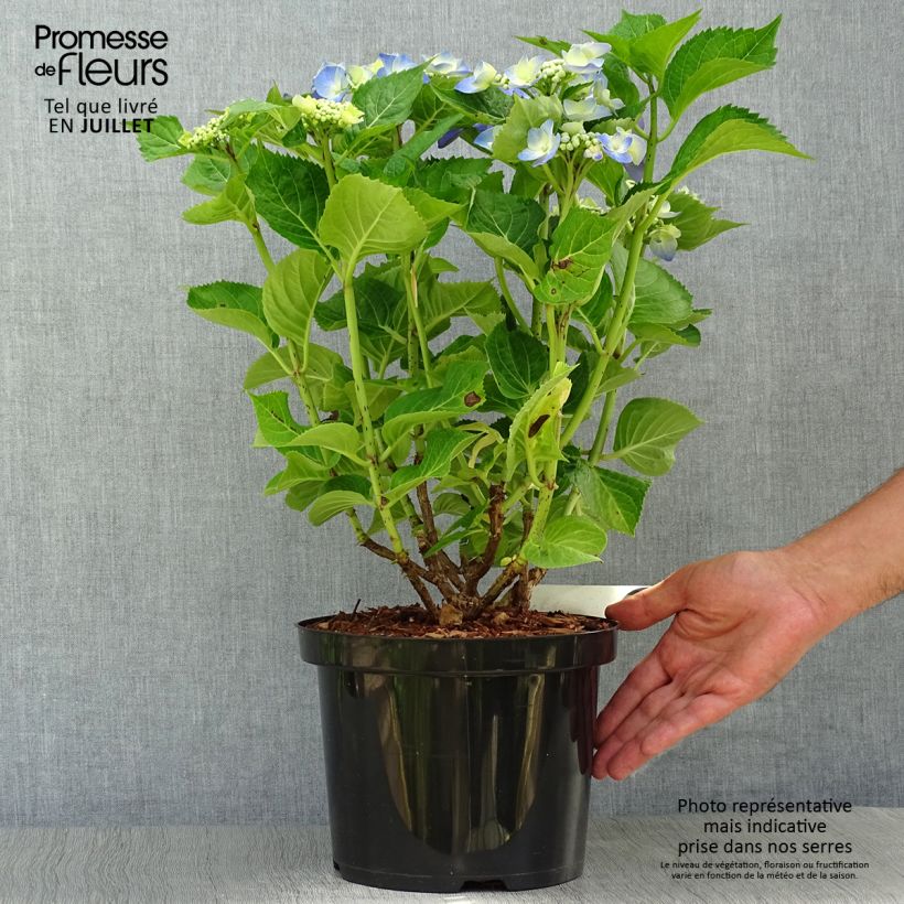 Esimerkki kesällä toimitetusta Jalohortensia Blue Sky 4 litran/5 litran ruukku-taimesta