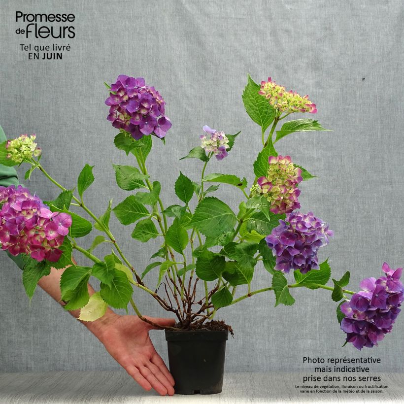 Esimerkki kesällä toimitetusta Jalohortensia Bodensee 2 litran/3 litran ruukku-taimesta
