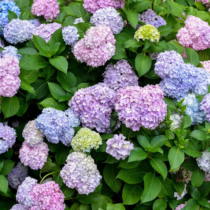 Jalohortensia Bodensee (Kukinta)