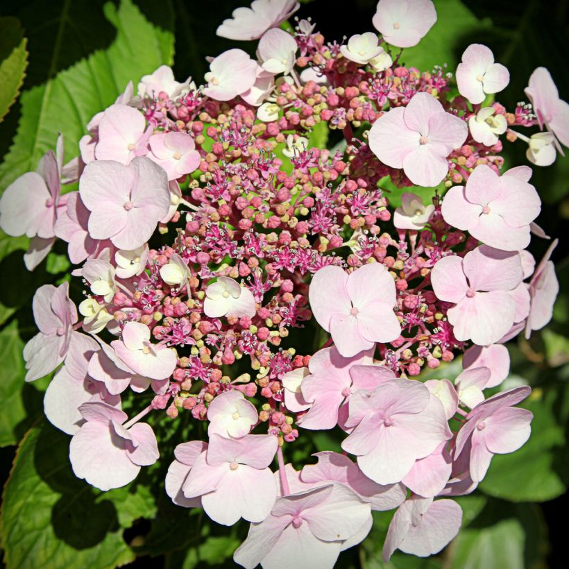 Jalohortensia Cloudi (Kukinta)