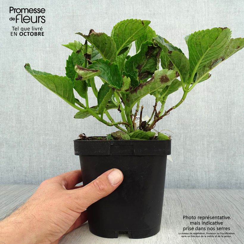 Esimerkki syksyllä toimitetusta Jalohortensia Constellation 2 litran/3 litran ruukku-taimesta