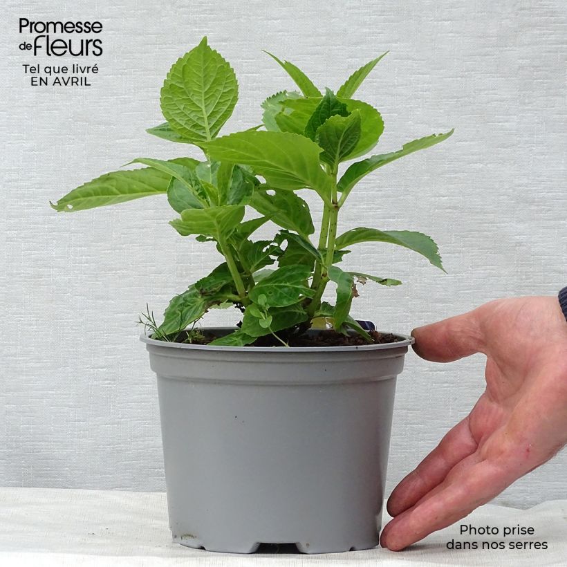 Esimerkki keväällä toimitetusta Jalohortensia Curly Sparkle Blue 2 litran/3 litran ruukku-taimesta