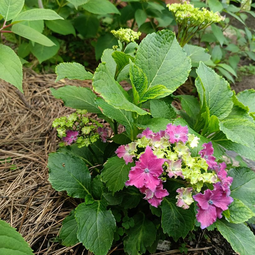 Jalohortensia Curly Sparkle Red (Kasvutapa)