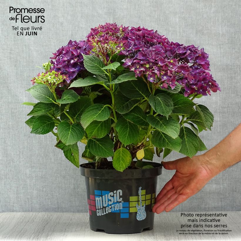 Esimerkki kesällä toimitetusta Jalohortensia Deep Purple Dance 4 litran/5 litran ruukku, Pensas-taimesta
