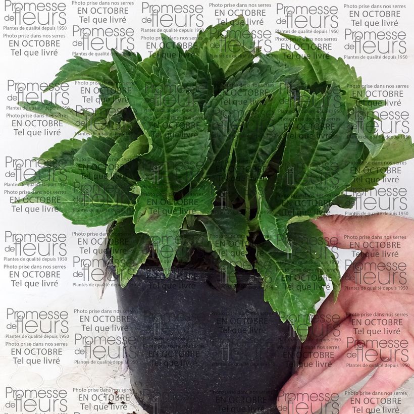 Esimerkki toimitetusta Jalohortensia Dolce Farfalle 2 litran/3 litran ruukku-taimesta