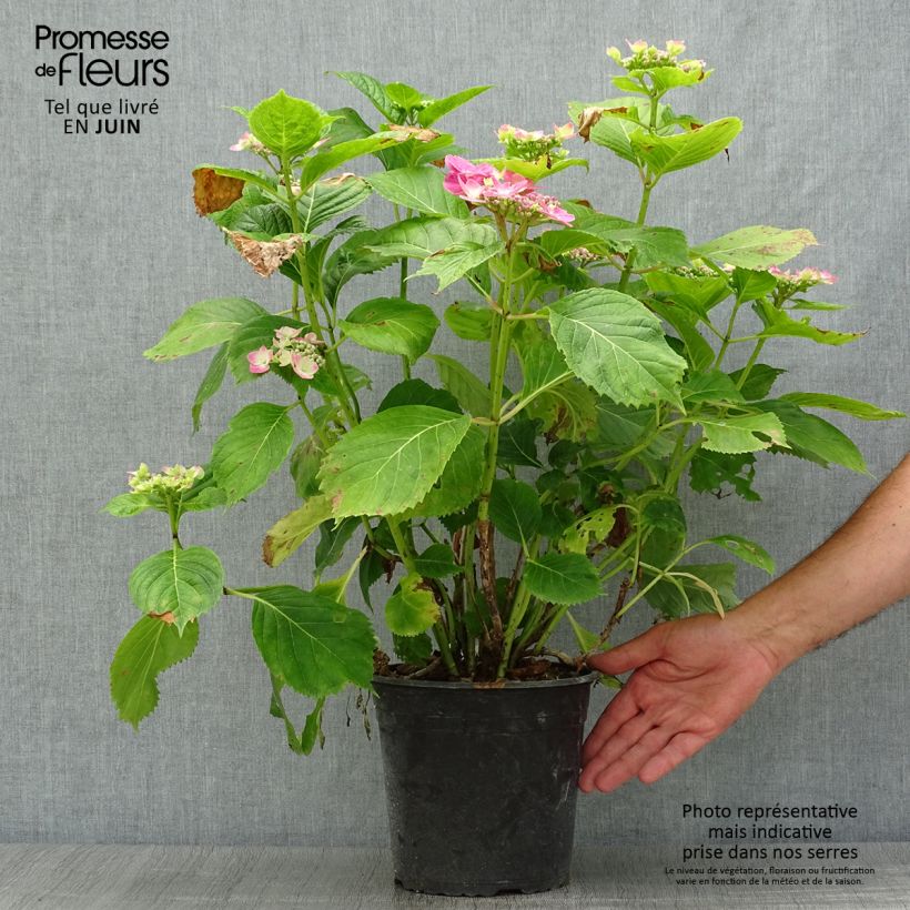 Esimerkki kesällä toimitetusta Jalohortensia Dolce Fragola 4 litran/5 litran ruukku-taimesta