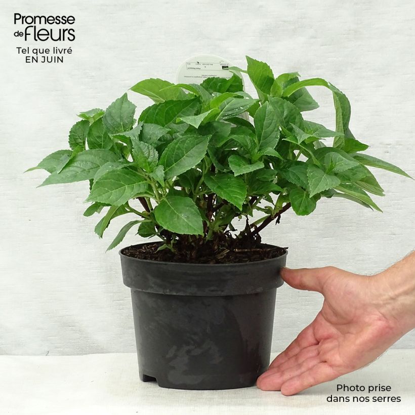 Esimerkki kesällä toimitetusta Jalohortensia Early Blue 2 litran/3 litran ruukku-taimesta
