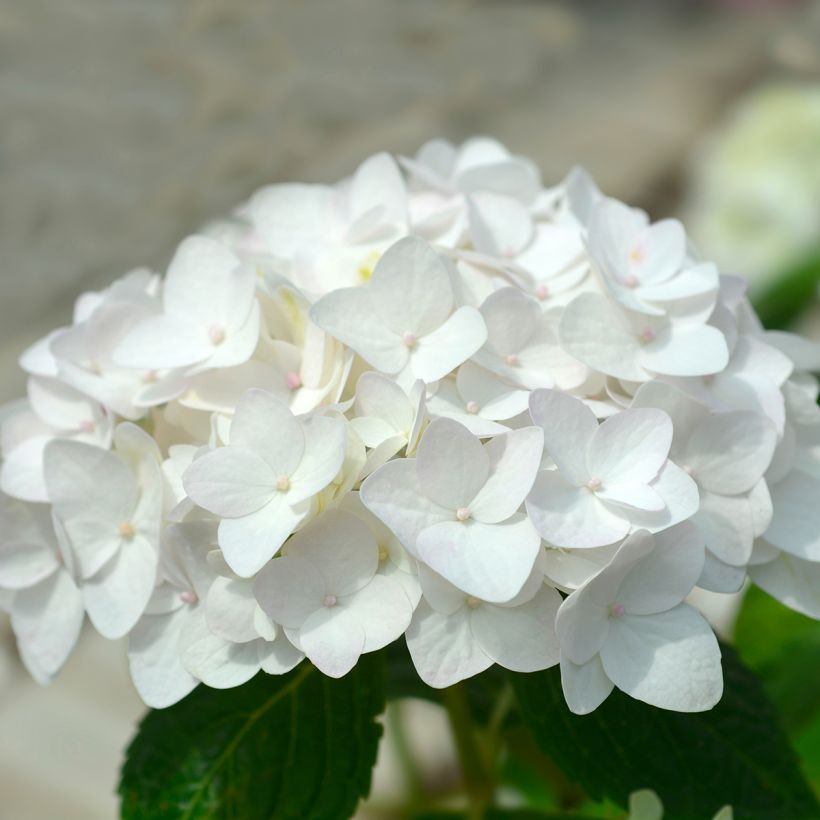 Jalohortensia Endless Summer The Bride (Kukinta)
