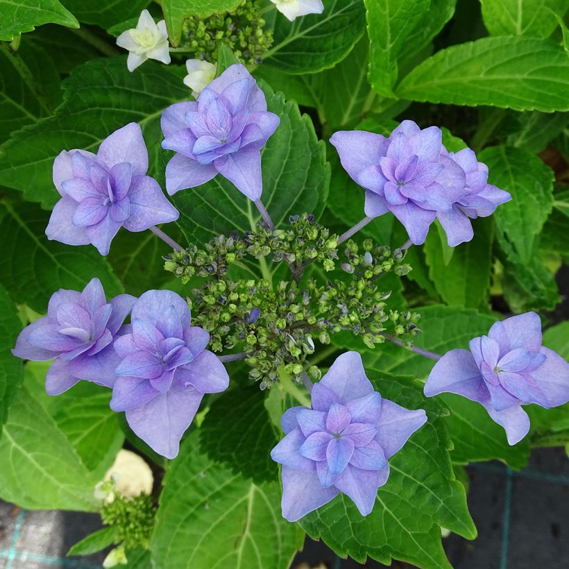 Jalohortensia Etoile Violette (Kukinta)