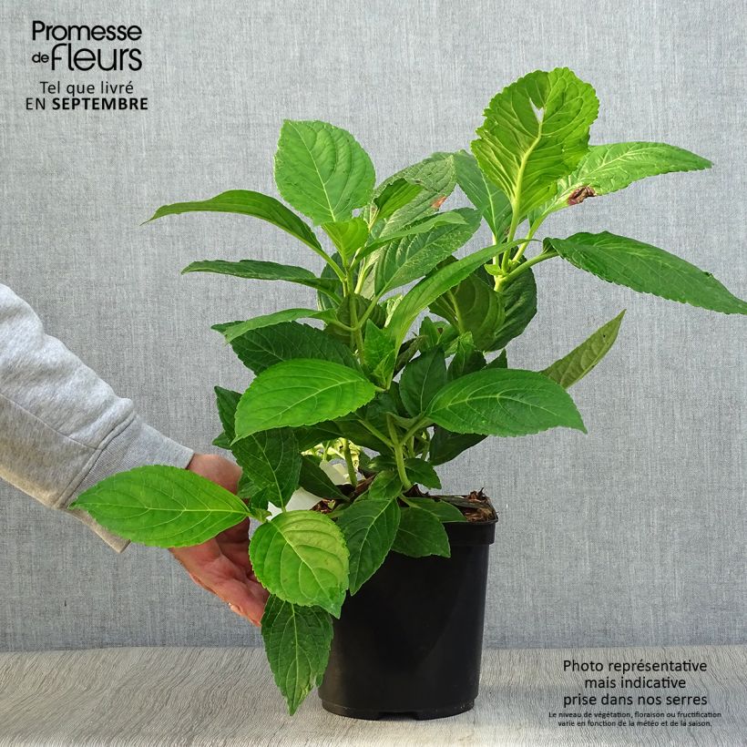 Esimerkki syksyllä toimitetusta Jalohortensia Etoile Violette 2 litran/3 litran ruukku-taimesta
