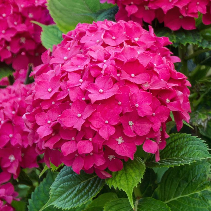 Jalohortensia Eughen Hahn (Kukinta)