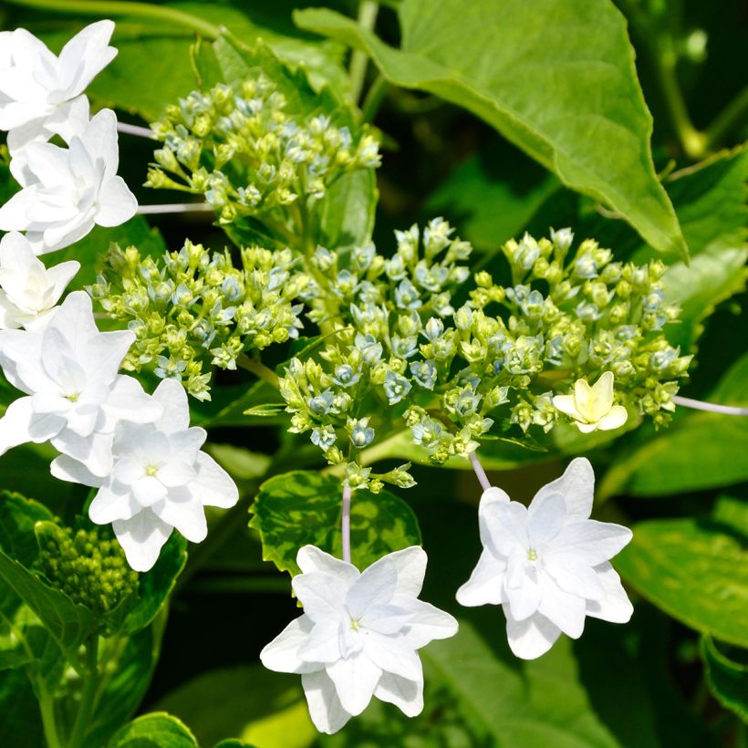 Jalohortensia Hovaria Fireworks White (Kukinta)