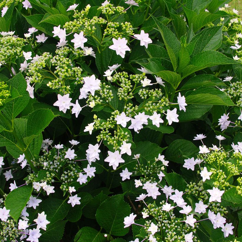 Jalohortensia Hovaria Fireworks White (Kasvutapa)