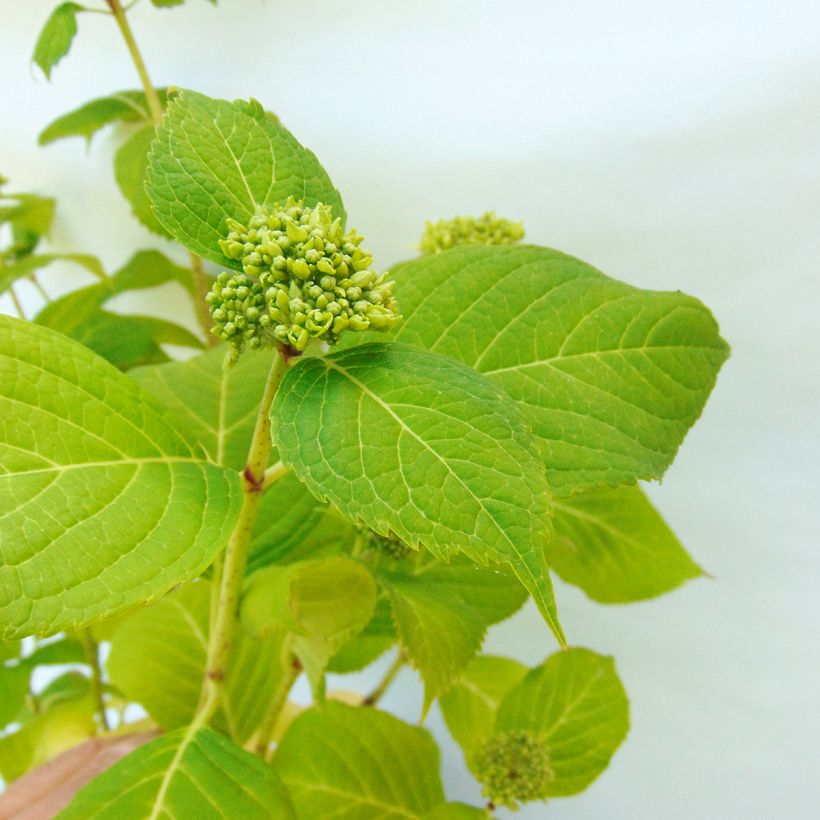 Jalohortensia Generale Vicomtesse de Vibraye (Lehvistö)