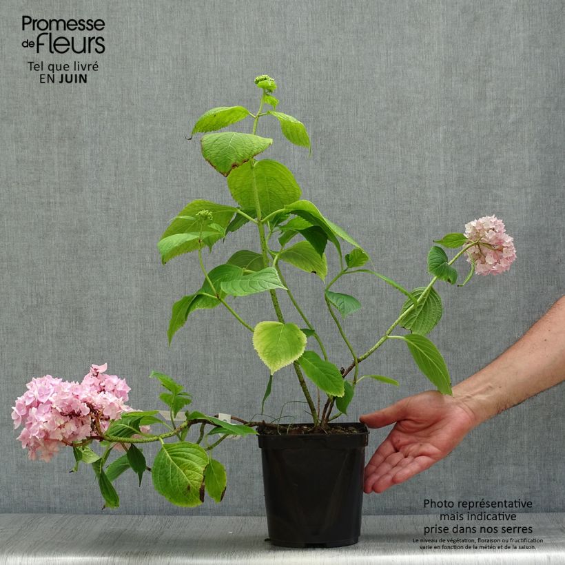 Esimerkki kesällä toimitetusta Jalohortensia Generale Vicomtesse de Vibraye 2 litran/3 litran ruukku-taimesta