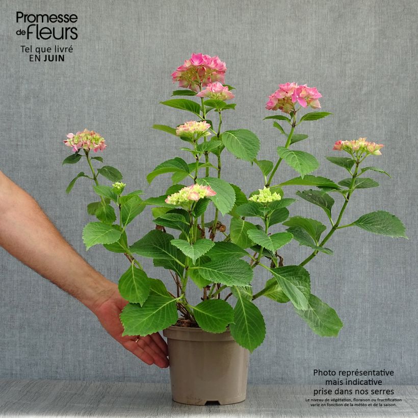 Esimerkki kesällä toimitetusta Jalohortensia Glowing Amber 2 litran/3 litran ruukku-taimesta