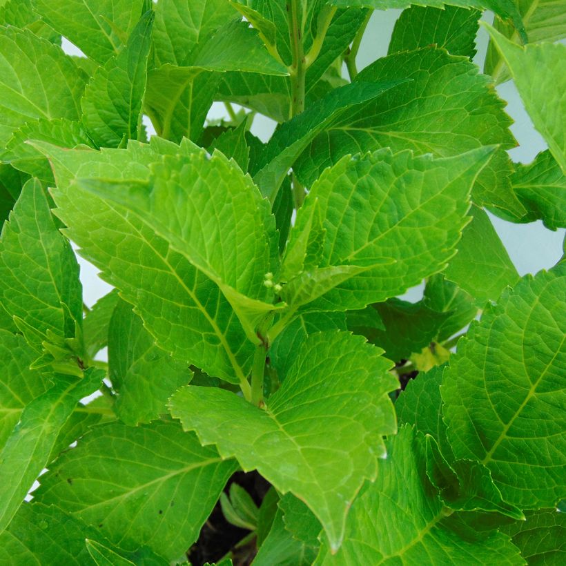 Jalohortensia Green shadow (Lehvistö)