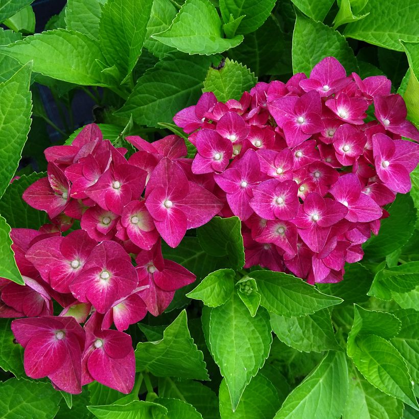 Jalohortensia Green shadow (Kukinta)