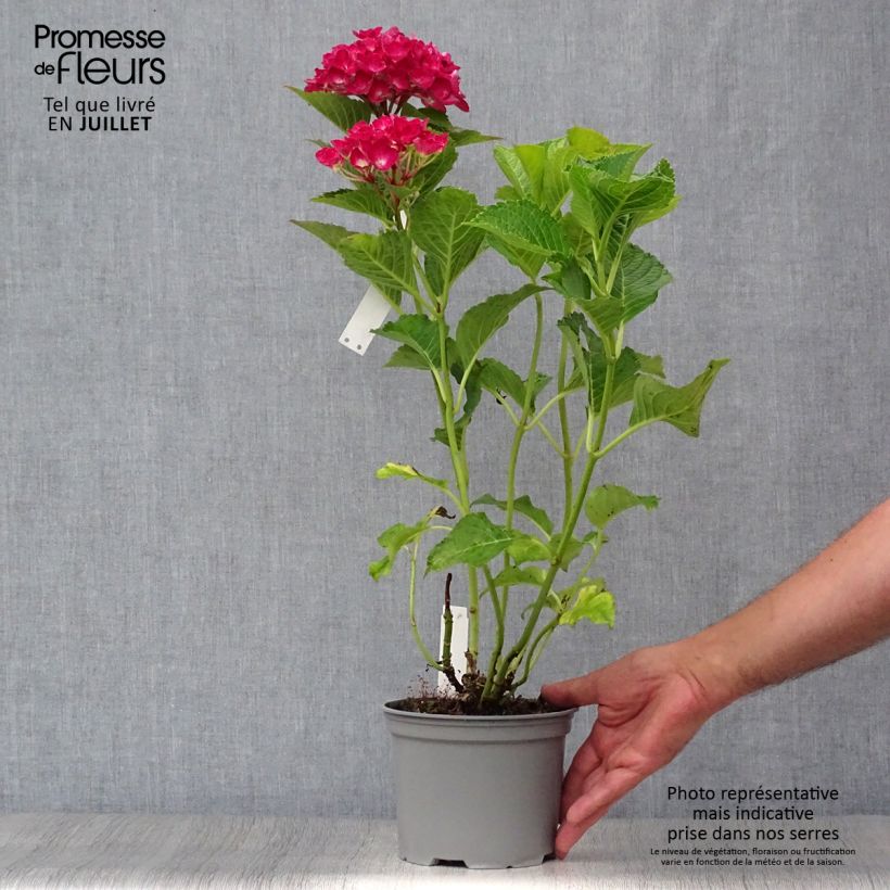 Esimerkki kesällä toimitetusta Jalohortensia Green shadow 2 litran/3 litran ruukku-taimesta