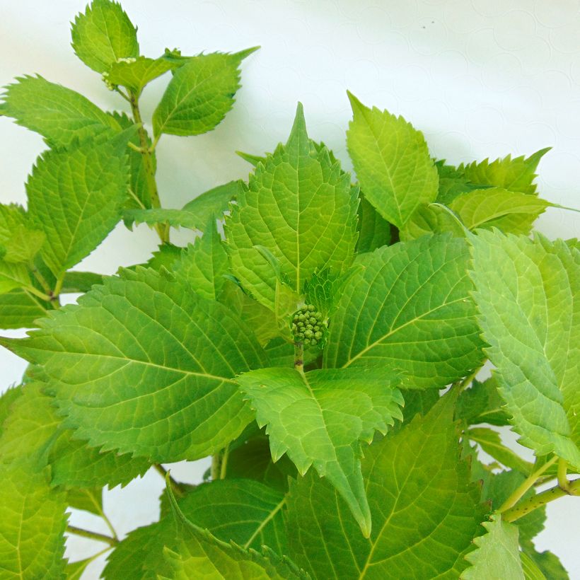 Jalohortensia Hambourg (Lehvistö)