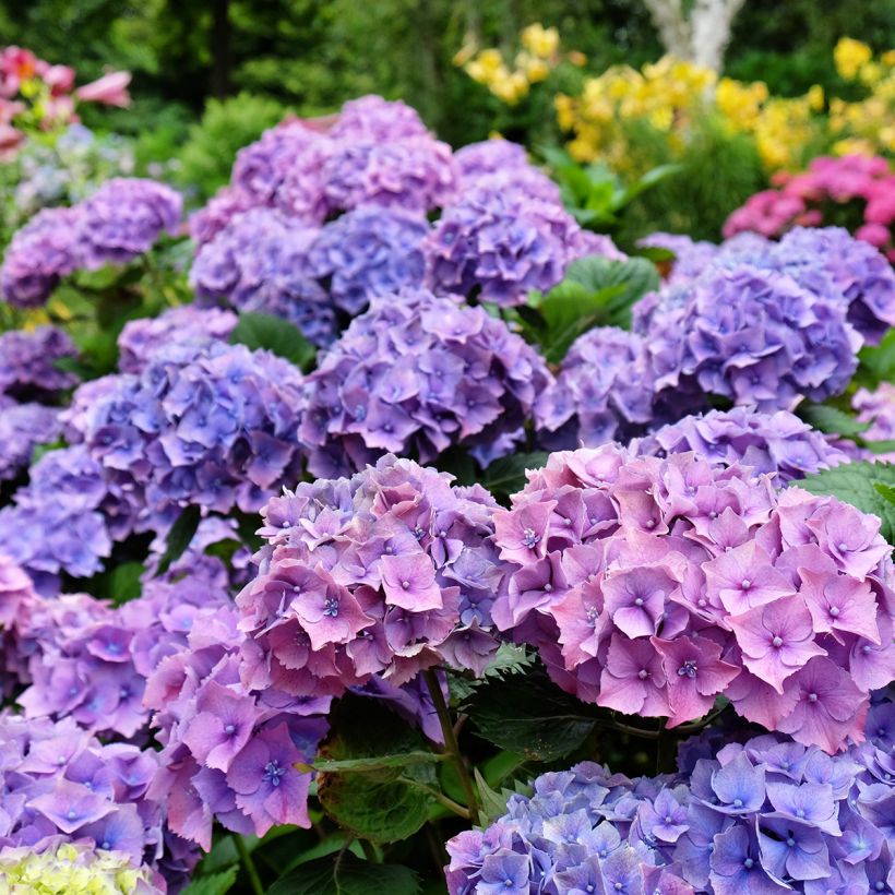 Jalohortensia Hambourg (Kukinta)