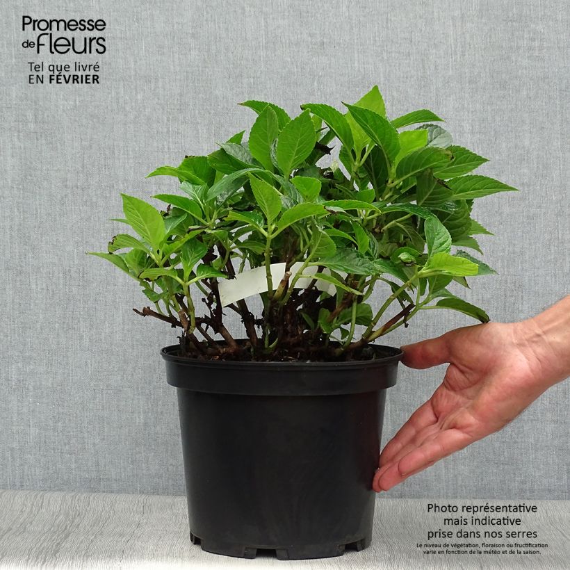 Esimerkki syksyllä toimitetusta Jalohortensia Hovaria Hobergine 4 litran/5 litran ruukku-taimesta