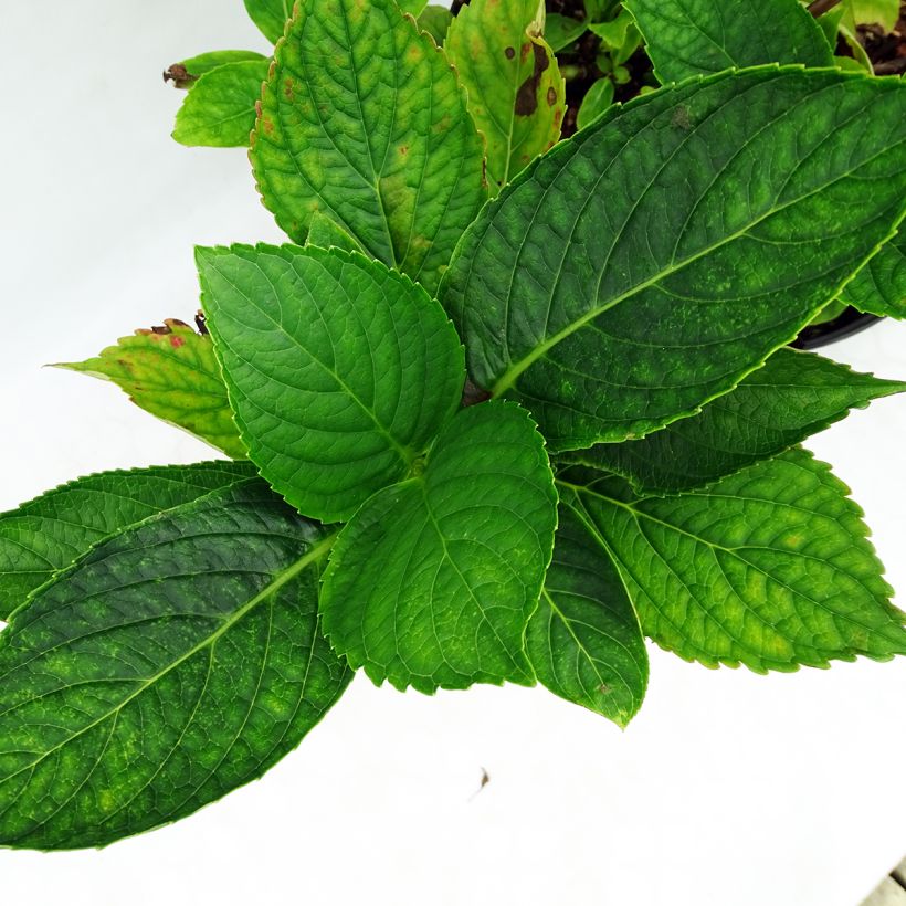Jalohortensia Hovaria Hopcorn (Lehvistö)
