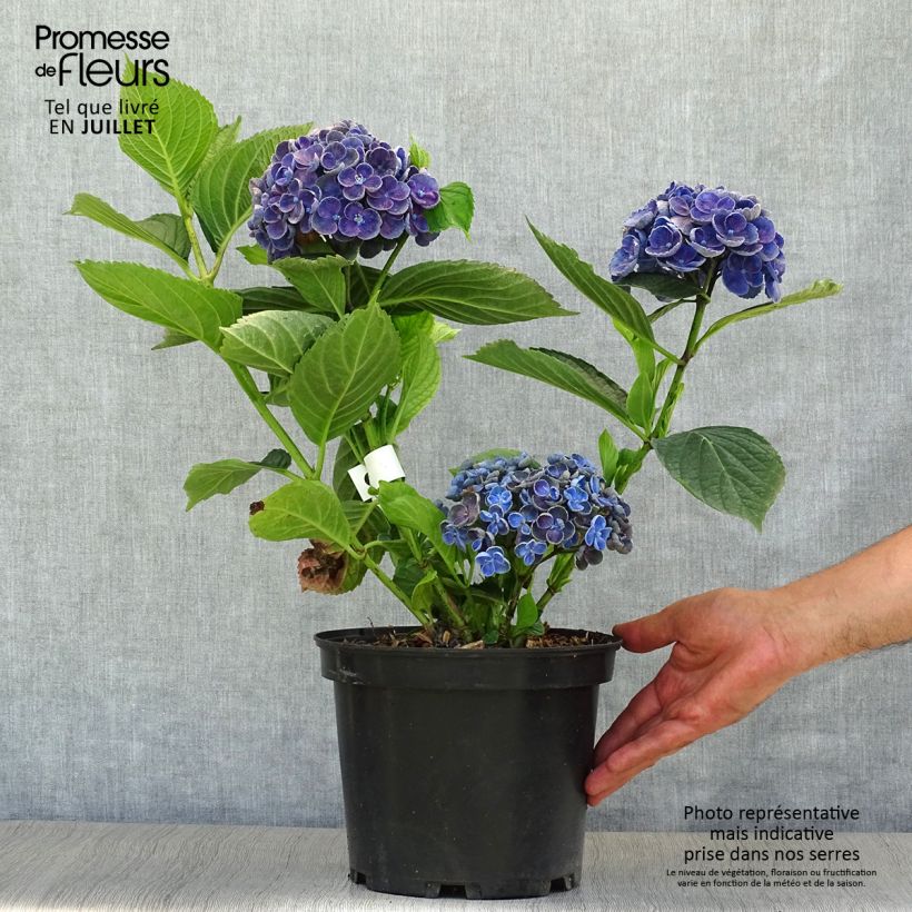 Esimerkki kesällä toimitetusta Jalohortensia Hovaria Hopcorn 4 litran/5 litran ruukku-taimesta
