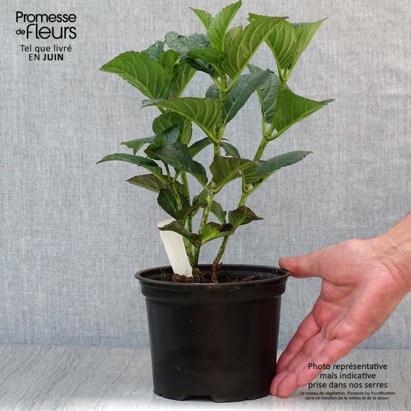 Esimerkki kesällä toimitetusta Jalohortensia Julisa 1,5 litran / 2 litran kannu-taimesta
