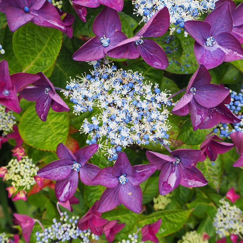 Jalohortensia Royalty Kardinal Violet (Kukinta)