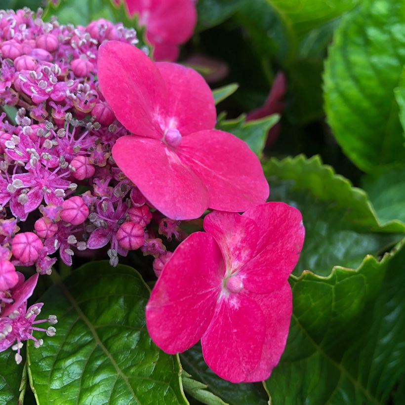 Jalohortensia Teller Kardinal (Kukinta)