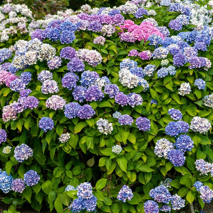 Jalohortensia La Marne (Kasvutapa)