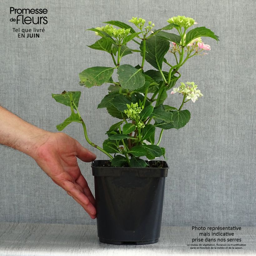 Esimerkki kesällä toimitetusta Jalohortensia Lady Nobuko 2 litran/3 litran ruukku-taimesta