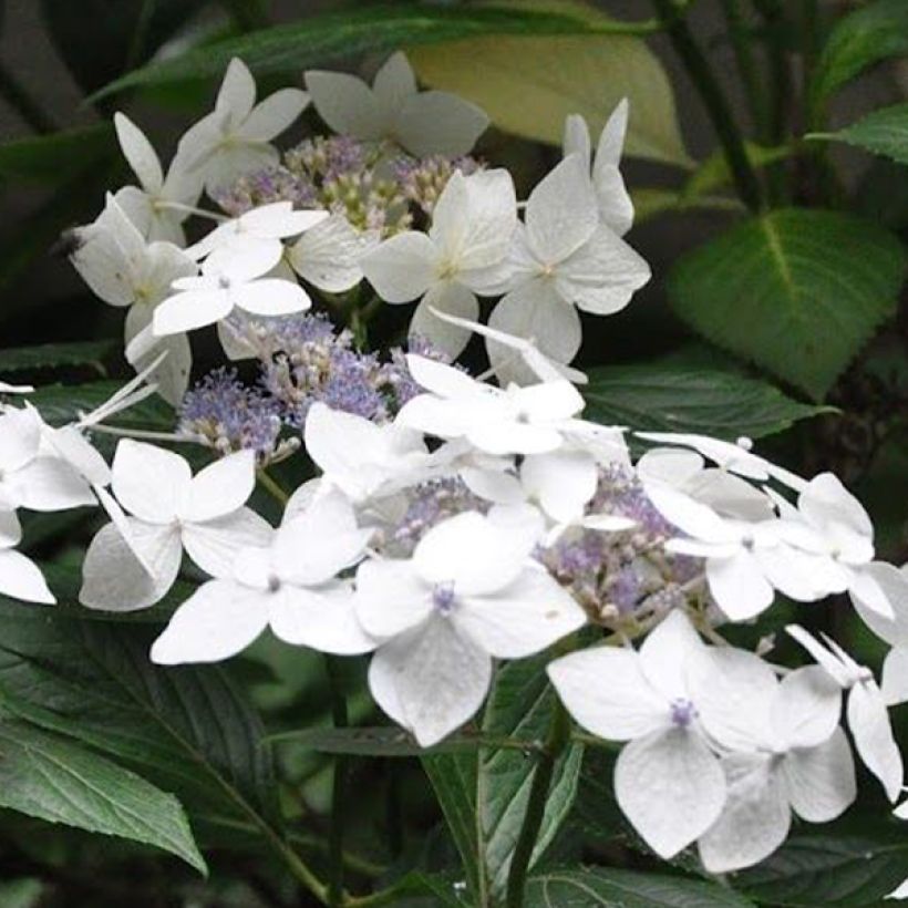 Jalohortensia Lanarth White (Kukinta)