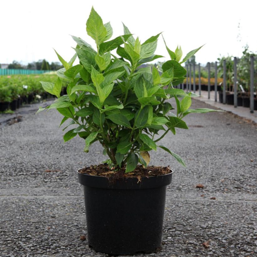 Jalohortensia Lanarth White (Kasvutapa)