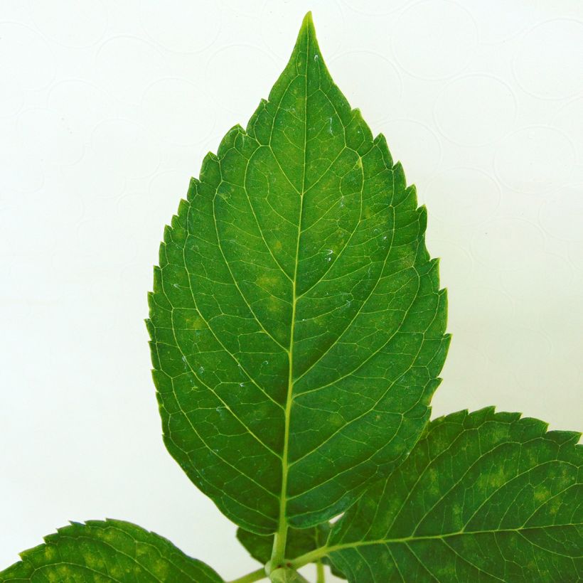 Jalohortensia Leuchtfeuer (Lehvistö)