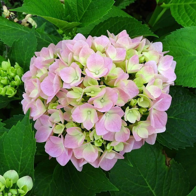 Jalohortensia Leuchtfeuer (Kukinta)
