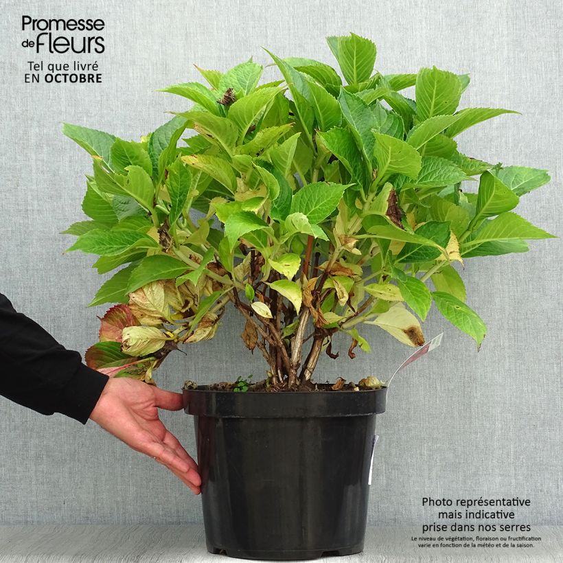 Esimerkki syksyllä toimitetusta Jalohortensia Leuchtfeuer 7,5 litran / 10 litran ruukku-taimesta