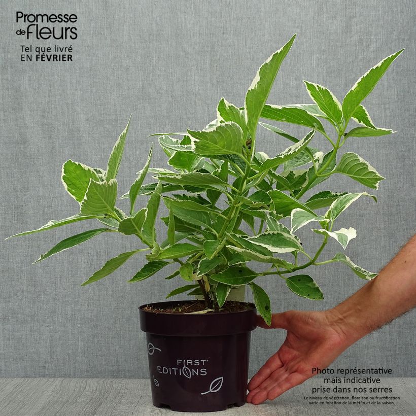 Esimerkki syksyllä toimitetusta Jalohortensia Light'o'Day 3 litran/4 litran ruukku-taimesta