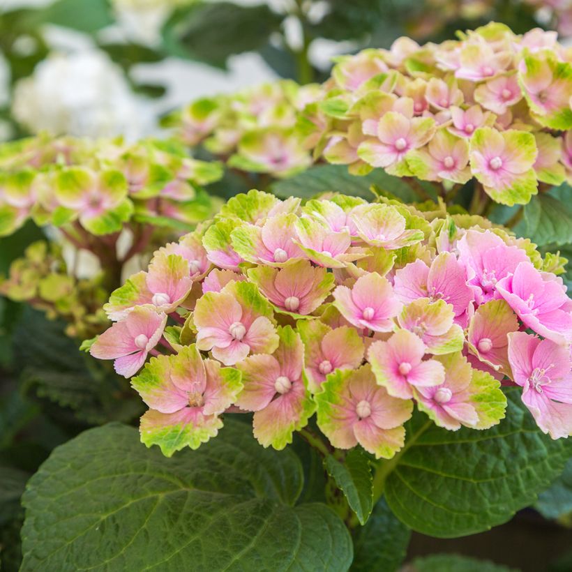 Jalohortensia Magical Amethyst (Kukinta)