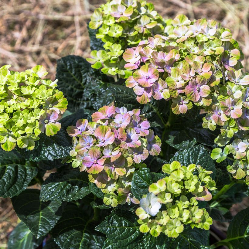 Jalohortensia Magical Amethyst (Kasvutapa)