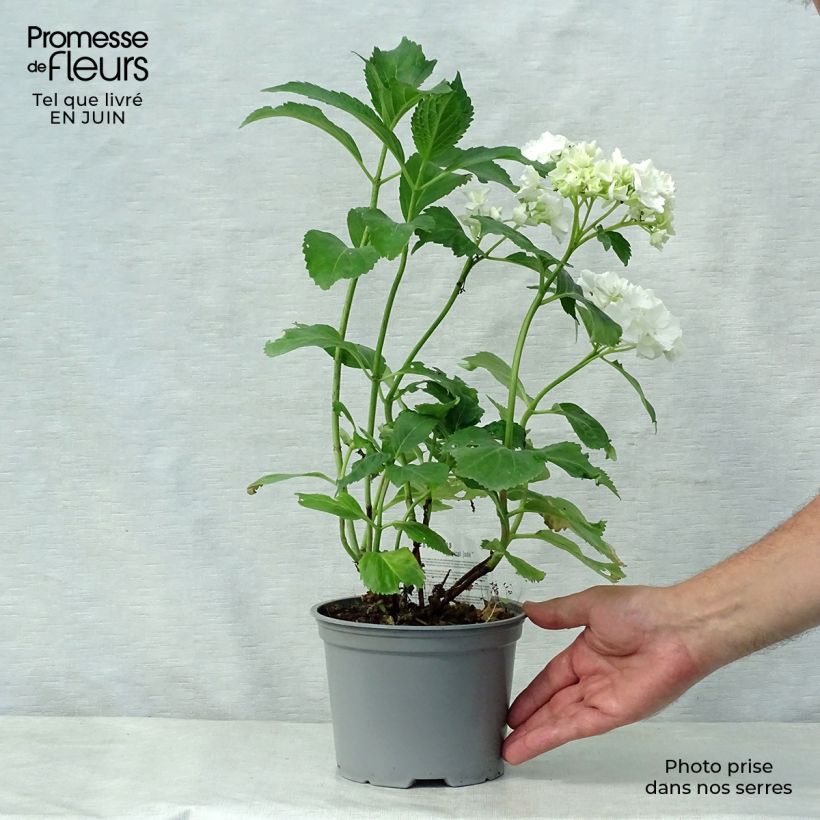Esimerkki kesällä toimitetusta Jalohortensia Magical Jade 2 litran/3 litran ruukku-taimesta