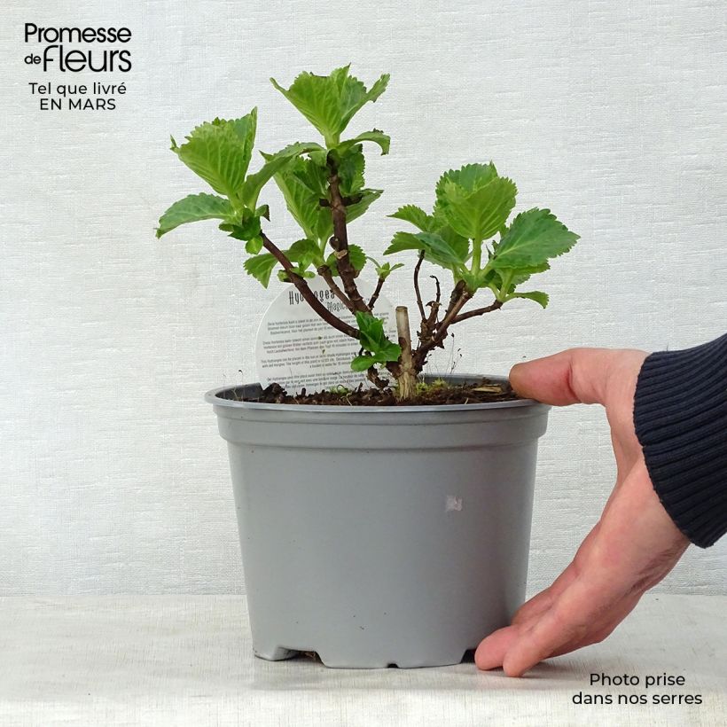 Esimerkki keväällä toimitetusta Jalohortensia Magical Jade 2 litran/3 litran ruukku-taimesta