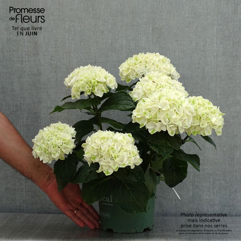 Esimerkki kesällä toimitetusta Jalohortensia Magical Noblesse 2 litran/3 litran ruukku-taimesta