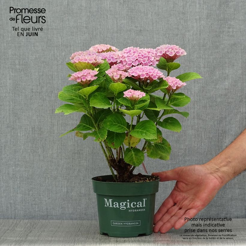 Esimerkki kesällä toimitetusta Jalohortensia Magical Revolution Rose 2 litran/3 litran ruukku-taimesta
