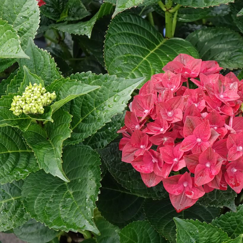 Jalohortensia Magical Ruby Tuesday (Lehvistö)