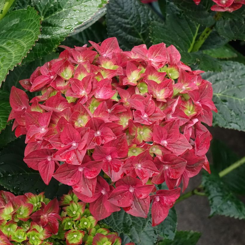 Jalohortensia Magical Ruby Tuesday (Kukinta)