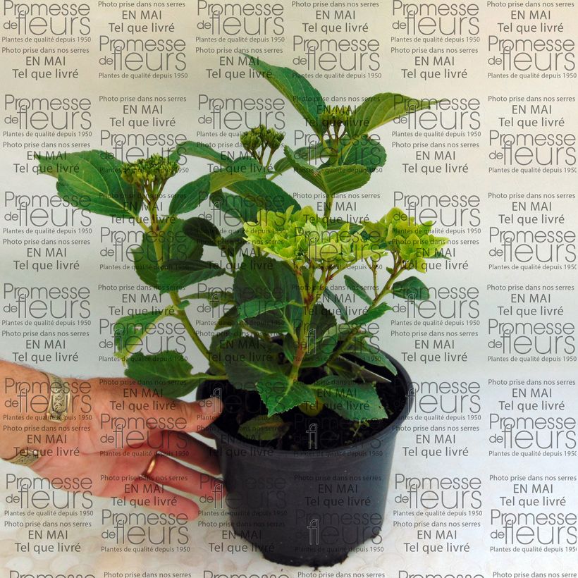 Esimerkki toimitetusta Jalohortensia Magical Summer Green 2 litran/3 litran ruukku-taimesta