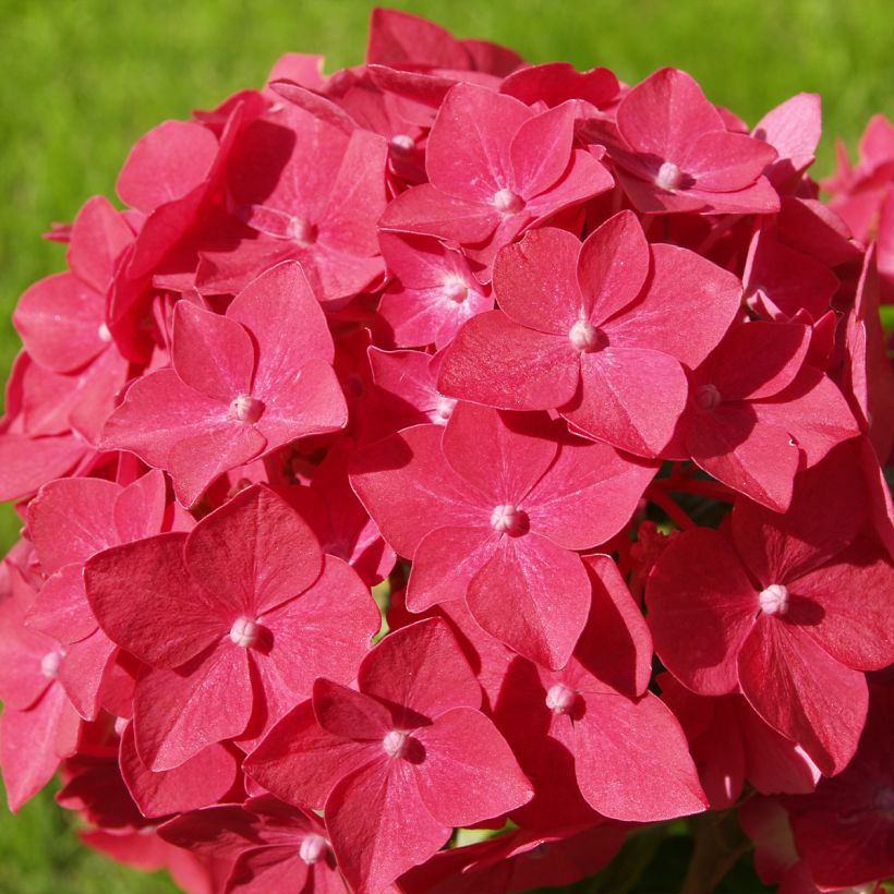 Jalohortensia Sibilla (Kukinta)