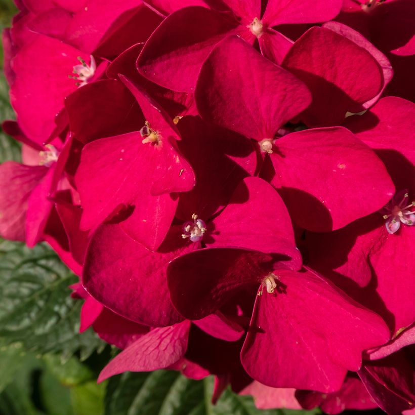 Jalohortensia Merveille Sanguine (Kukinta)